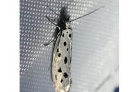 Ethmia dodecea