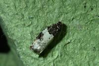 Gypsonoma sociana