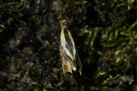 Harpella forficella