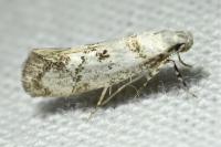 Herrichia excelsella