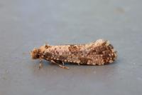 Morophaga choragella