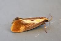 Harpella forficella