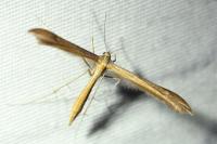 Stenoptilia