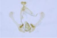 Endothenia ustulana