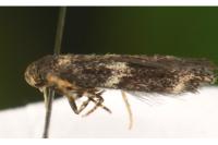 Elachista consortella