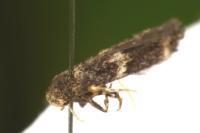 Elachista consortella