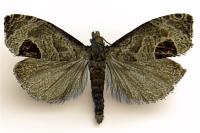 Notocelia uddmanniana
