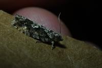 Zeiraphera isertana