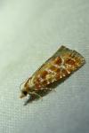 Rhyacionia pinicolana