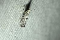 Paraswammerdamia albicapitella