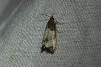 Notocelia roborana