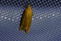 Lathronympha strigana