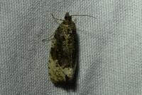 Hedya ochroleucana
