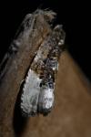 Hedya nubiferana