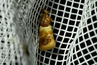 Epinotia festivana
