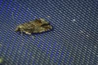 Cydia fagiglandana/splendana