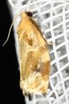 Archips xylosteana