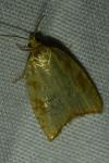 Aleimma loeflingiana