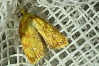 Acleris bergmanniana