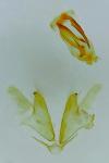 Mompha epilobiella