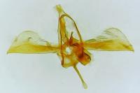 Glyphipterix fuscoviridella