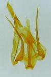 Pseudotelphusa scalella