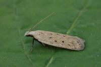 Nothris verbascella