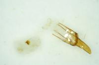 Nothris verbascella