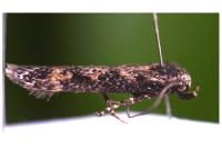 Pogochaetia solitaria