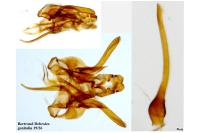 Pogochaetia solitaria