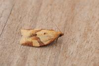 Clepsis consimilana