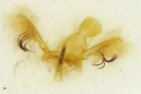 Clepsis consimilana