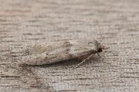 Blastobasis phycidella