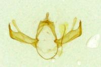 Blastobasis phycidella