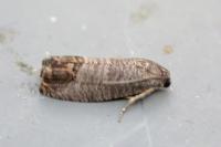 Cydia pomonella
