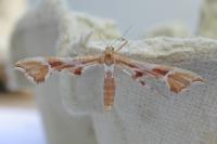 Cnaemidophorus rhododactylus