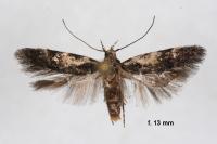 Teleiodes luculella