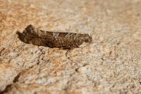 Digitivalva granitella