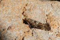 Digitivalva granitella