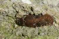 Agonopterix purpurea