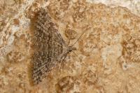 Alucita cymatodactyla