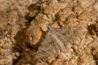 Alucita bidentata