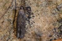 Carpatolechia decorella