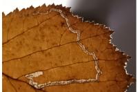 Stigmella microtheriella
