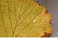 Stigmella microtheriella