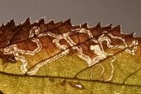 Stigmella microtheriella