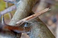 Ypsolopha mucronella