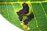 Ectoedemia heringella