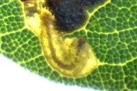 Ectoedemia heringella