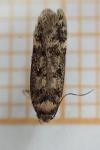 Bryotropha dryadella